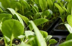 重金屬污染檢測(cè)需要用到什么儀器？